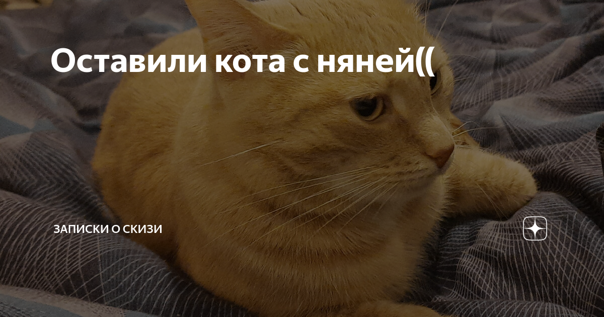 остаться кот. остаться кот. остаться кот. оставил кота у бабушки. кот завтрак мем.