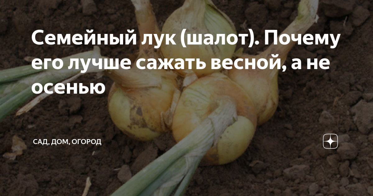 На каком расстоянии сажать семейный лук весной. Семейный лук когда сажать весной. Лук Ростовский семейный. Когда сажать лук весной.