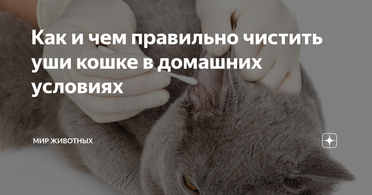 Как почистить уши кошке - как правильно чистить уши коту | Заповедник