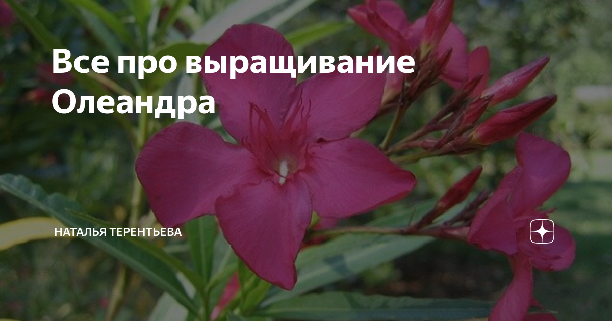 Как размножать олеандры: Когда и как это делать пошагово | Jardineria On