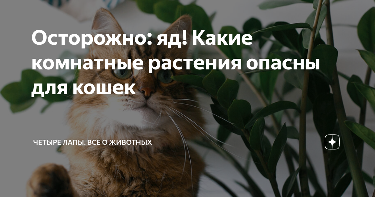 Осторожно: яд! Какие комнатные растения опасны для кошек | Четыре Лапы ...