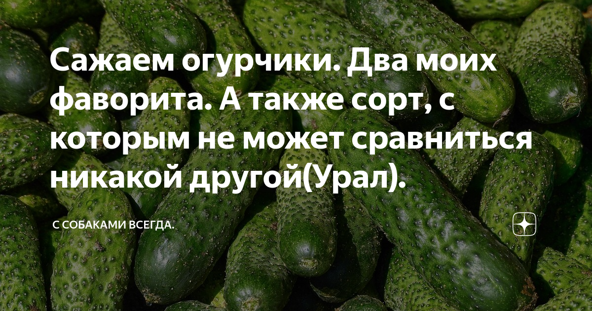 Часто посадила огурцы. Два огурца. Двое огурцы. Огурцы садят в живописи. Собака садит огурцы.