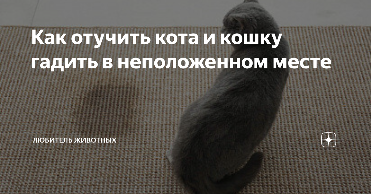 Как отучить котёнка гадить в неположенном месте | Приют для кошек 