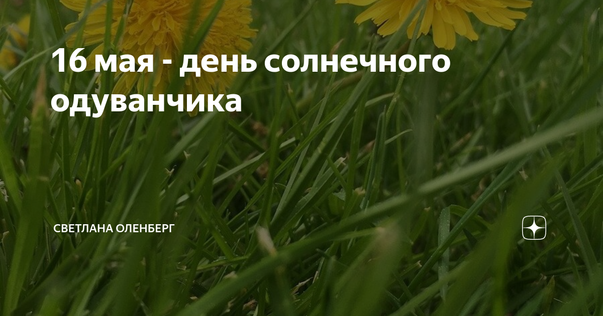 День желтого одуванчика 16 мая картинки