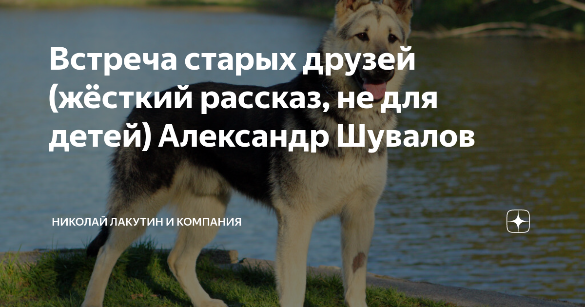 Я тебя найду рассказ на дзен. Дзен рассказы истории Веселые. Дзен рассказы о жизни и любви истории. Жизненные истории дзен читать.