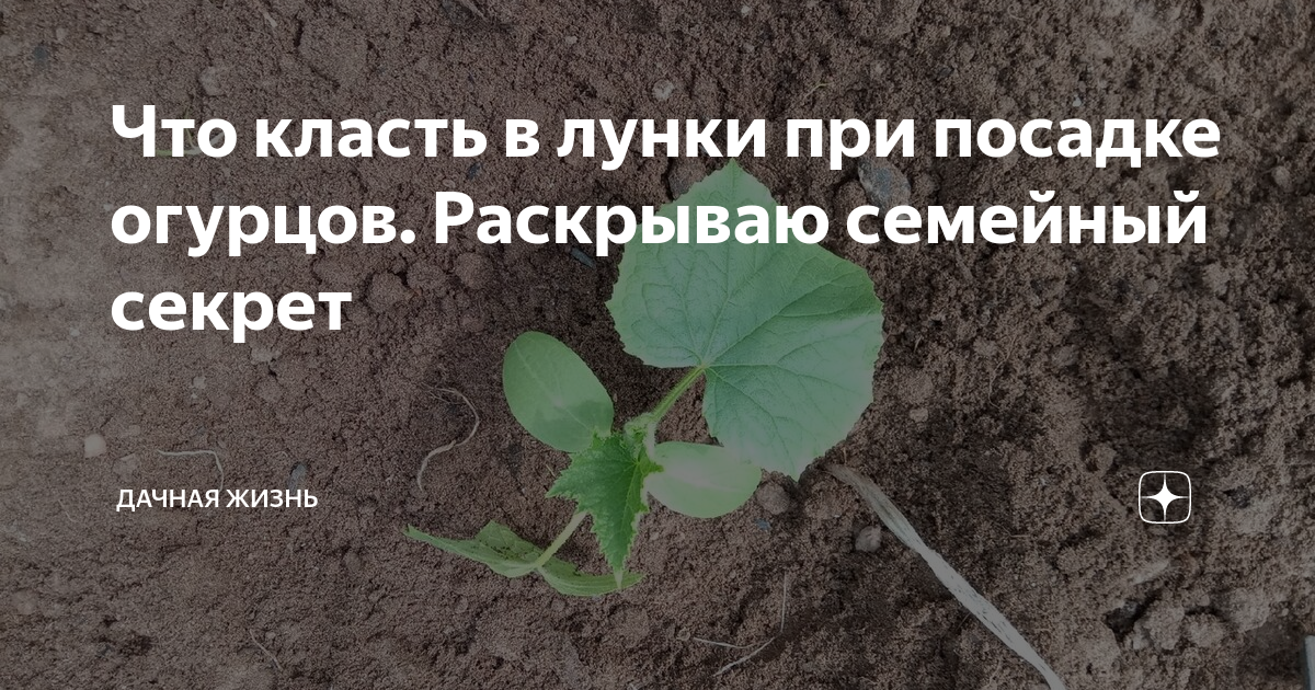 Что положить в лунку при высадке огурцов. В лунку с огурцами что положить. что добавить в лунку при посадке огурцов. что кладут в лунку для огурцов. что класть в лунку при посадке огурцов.