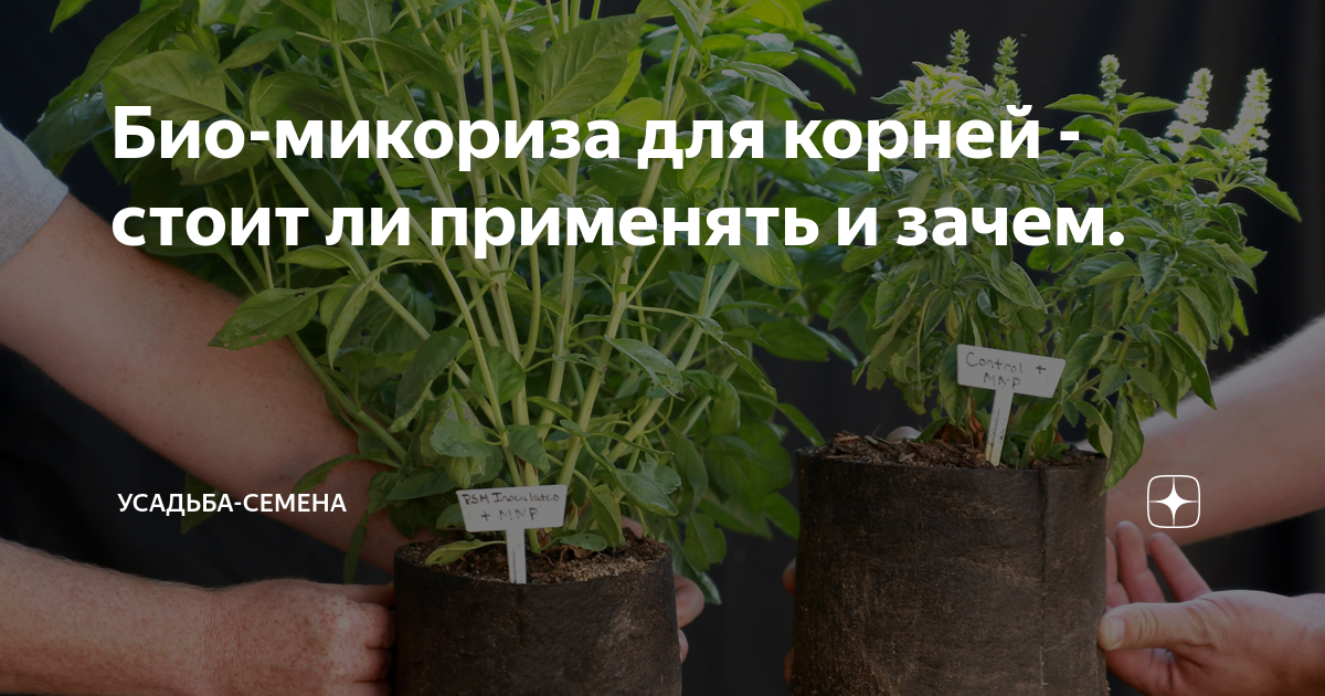 Био-микориза для корней - стоит ли применять и зачем. | Усадьба-Семена ...