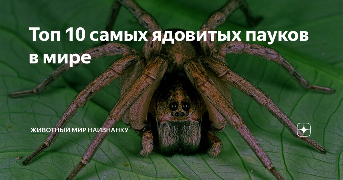 Топ 10 самых ядовитых пауков в мире | Животный мир наизнанку | Дзен