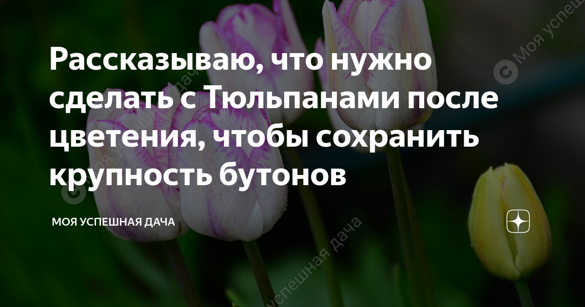 Отцвели тюльпаны что дальше с ними делать. Цветут водосборы Сибирь. Цветут водосборы.