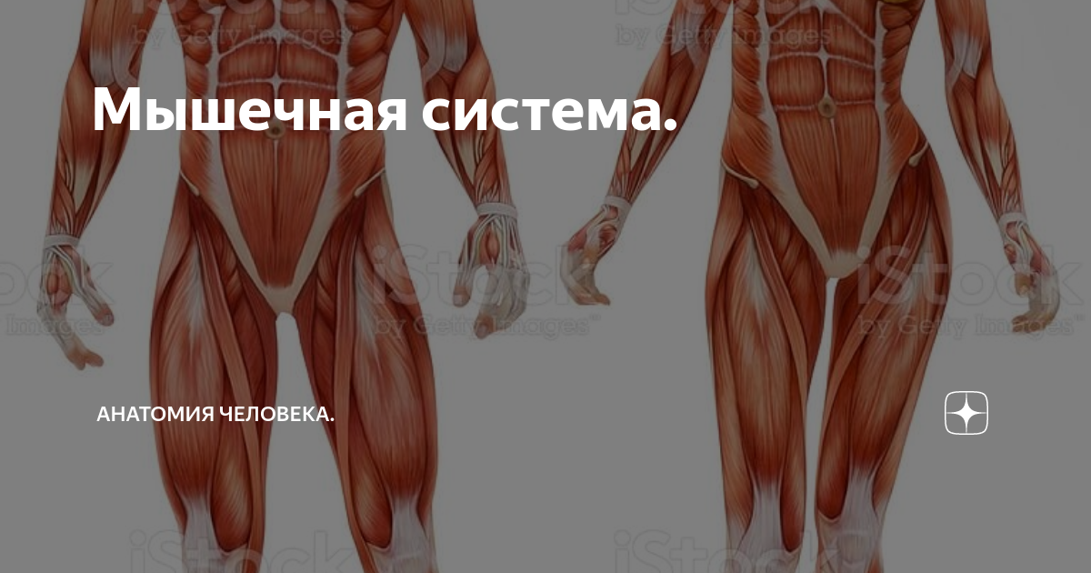 Тренировка и развитие мышц