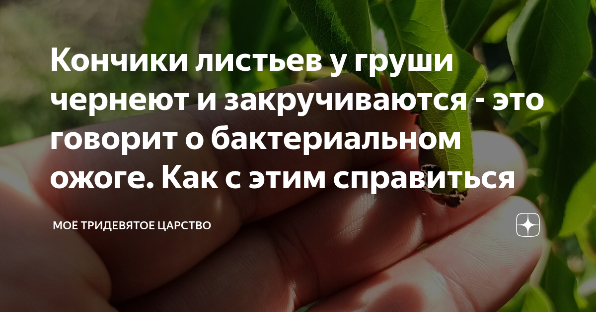 У груши чернеют кончики листьев что делать