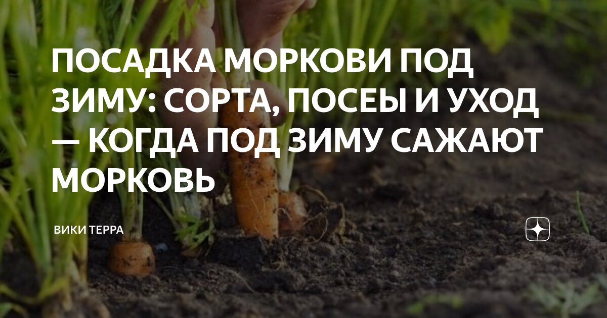 Можно ли посадить морковь осенью