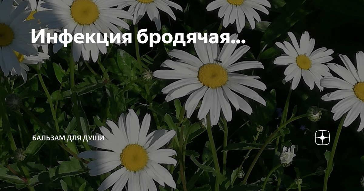 Инфекция бродячая... | Бальзам для души | Дзен