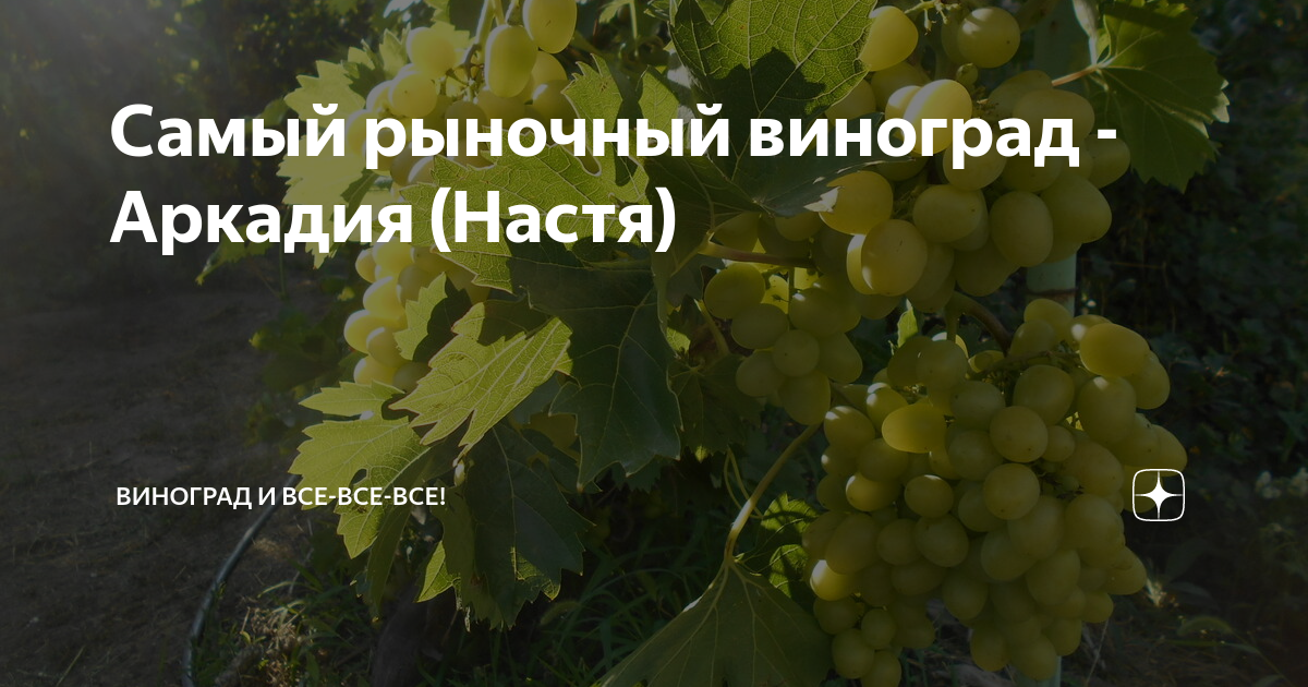 Виноград сорт Аркадия / Настя Сорта растений, Растения, Природа, Фото � Виноград