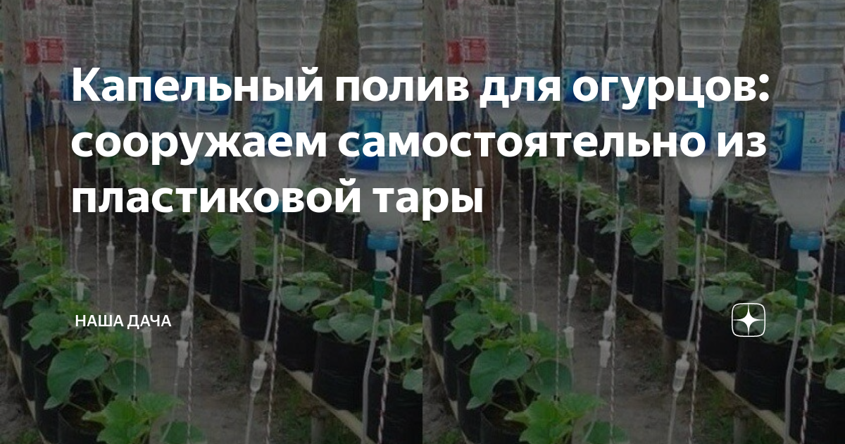 Полив огурцов мочой