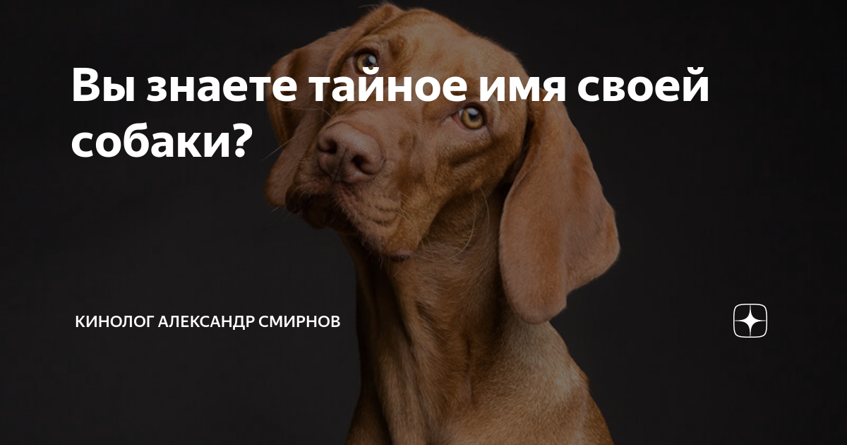 Вы знаете тайное имя своей собаки? | Кинолог Александр Смирнов | Дзен