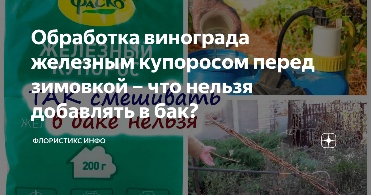 Обработка винограда железным купоросом весной. Обработка винограда весной железным купоросом дозировка. Когда обрабатывать деревья железным купоросом весной.