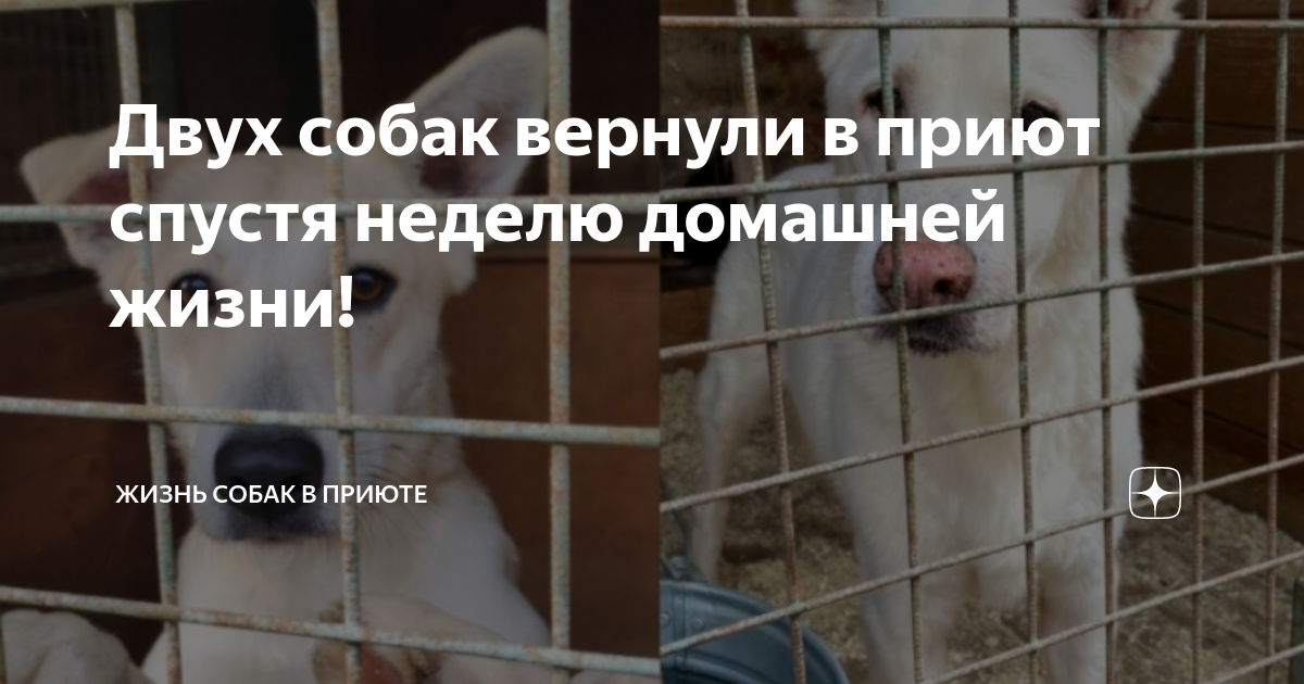 В США волонтёры удивились, почему собаку вернули в приют