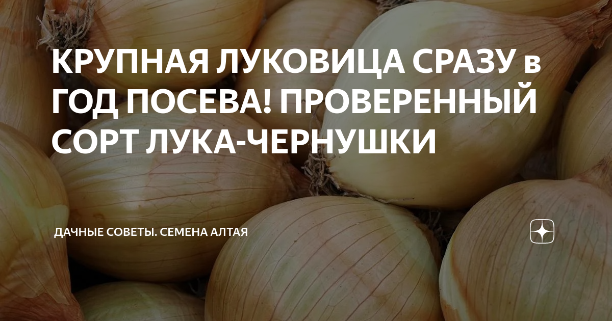 КРУПНАЯ ЛУКОВИЦА СРАЗУ в ГОД ПОСЕВА! ПРОВЕРЕННЫЙ СОРТ ЛУКА-ЧЕРНУШКИ ...