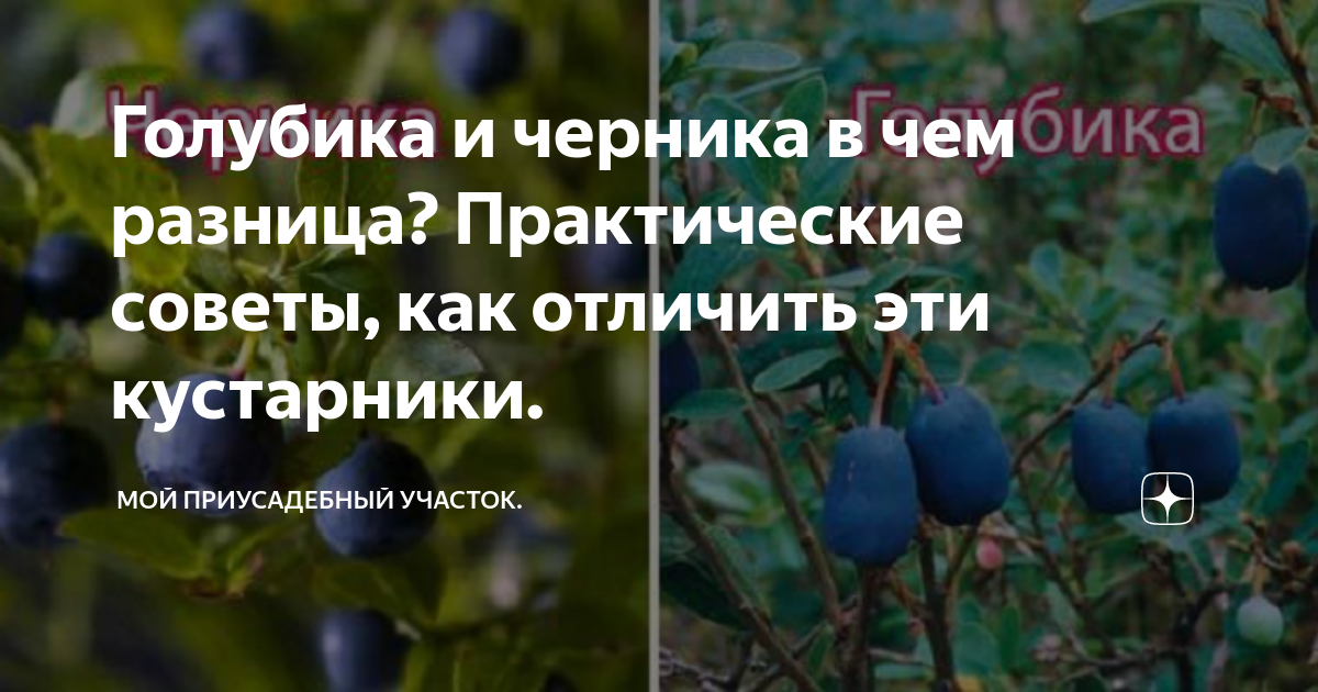 Черника: польза и вред, калорийность, чем отличается от голубики | РБК Стиль