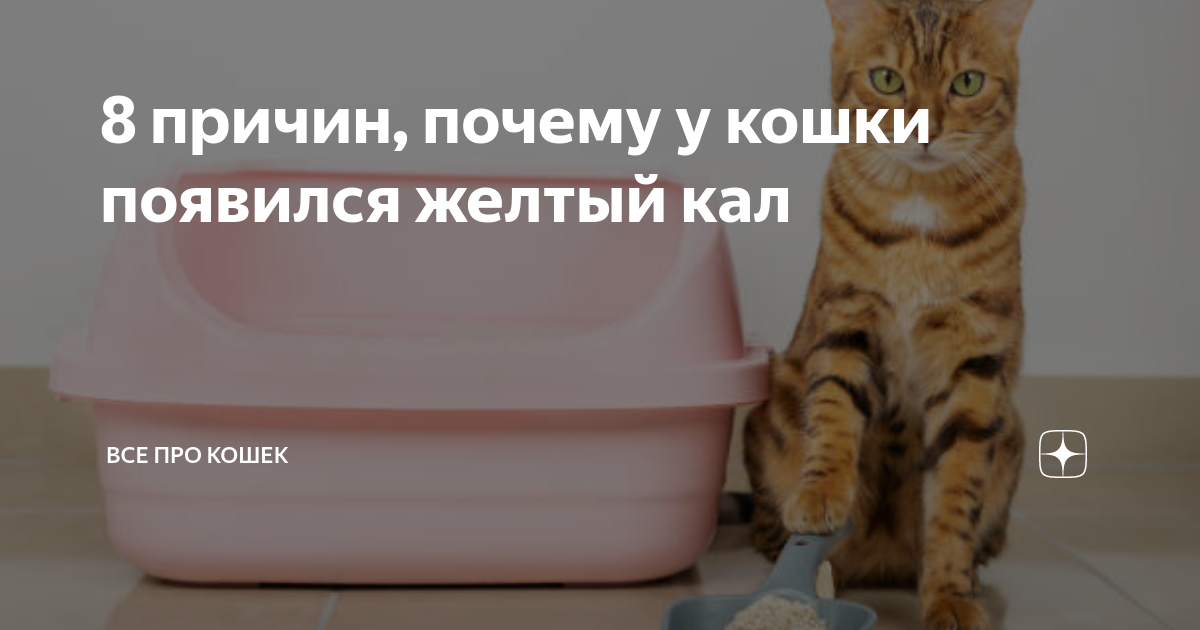 Ярко желтый стул у котенка