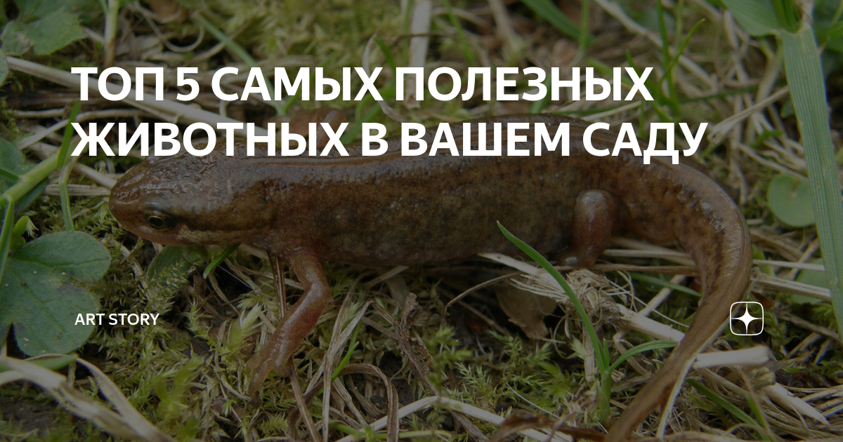 ТОП 5 САМЫХ ПОЛЕЗНЫХ ЖИВОТНЫХ В ВАШЕМ САДУ | Студия ART Story | Дзен