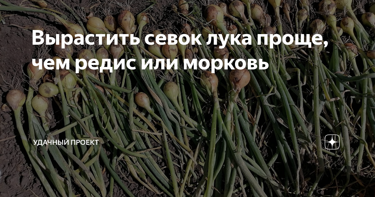 Вырастить севок лука проще, чем редис или морковь | уДачный проект | Дзен