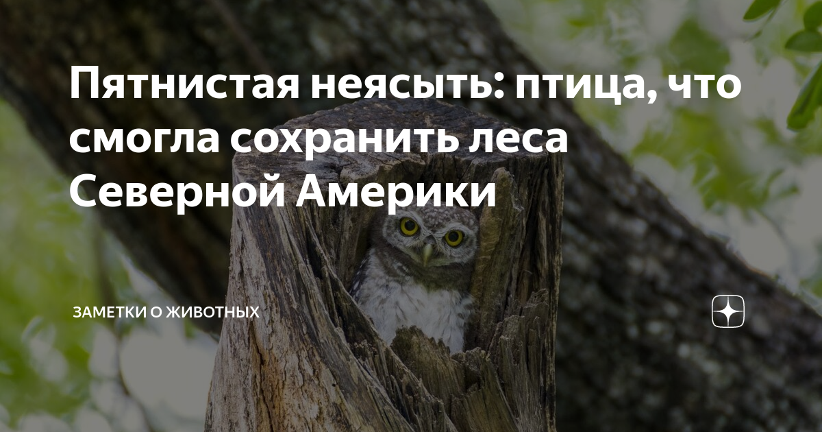 она нарушена там где птицы не поют деревья не растут