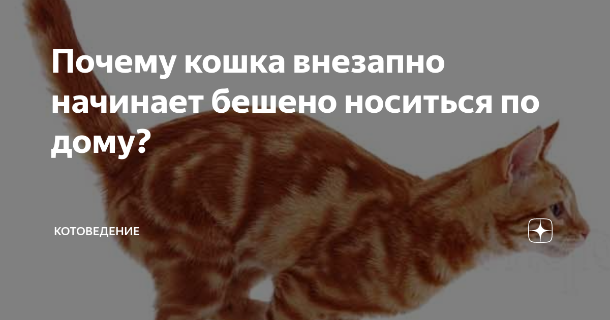 кошка внезапно начинает. мочекаменная болезнь у котов симптомы. мочекаменная болезнь у кота симптомы. кошка внезапно начинает. кошка вцепилась.