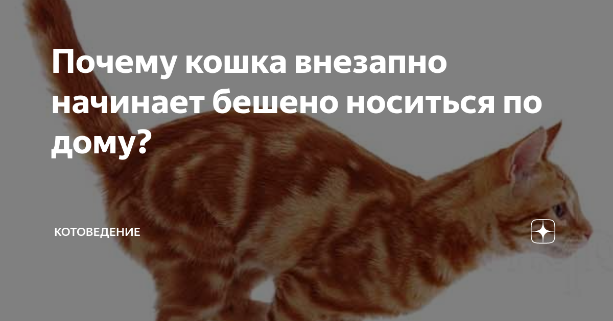 Кошка носится как бешеная. Котоведение кошка Оля. Носится как бешеная. Кошка резко стала тяжёлой. Кошка резко стало шатать.