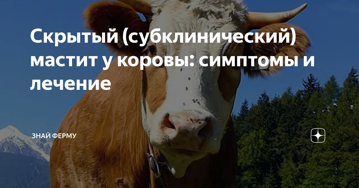 что будет если не лечить мастит у коровы