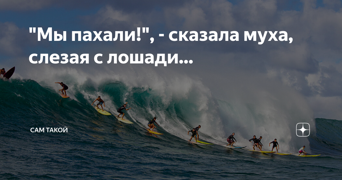 Выражение мы пахали. Мы пахали сказала муха анекдот. напахался. и я пахала сказала муха.