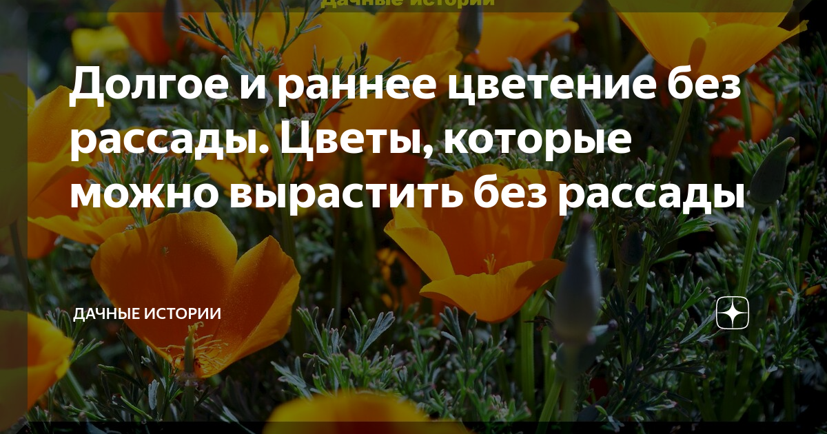 Долгое и раннее цветение без рассады. Цветы, которые можно вырастить ...