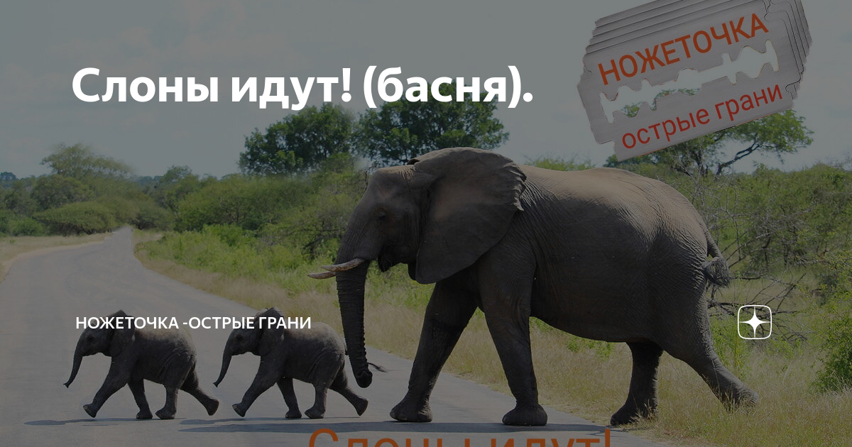 Слоны идут! (басня). | НОЖЕТОЧКА -острые грани | Дзен