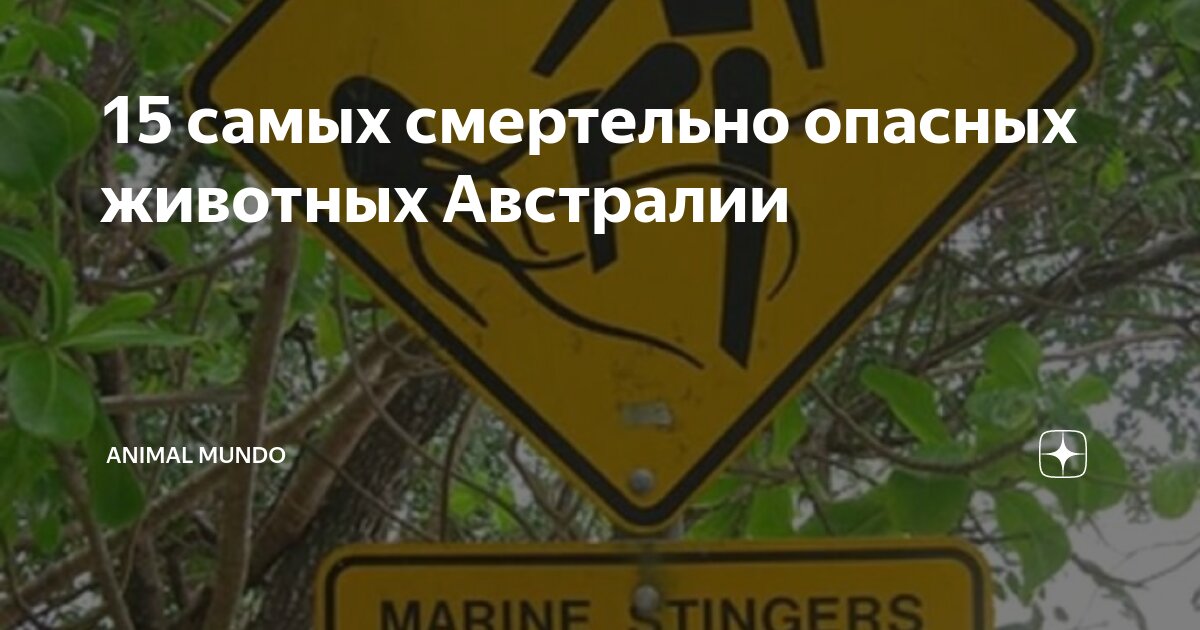 15 самых смертельно опасных животных Австралии | ANIMAL MUNDO | Дзен