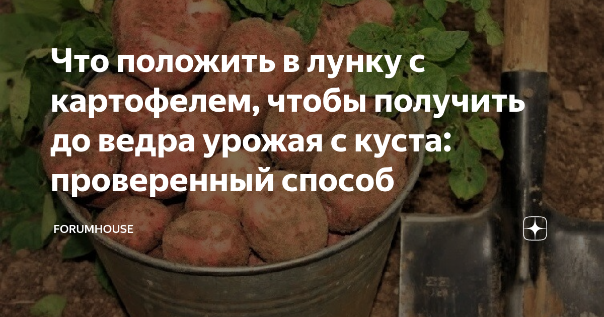 Что положить в лунку при посадке картофеля. Удобрение для картошки при посадке. Удобрение для картошки при посадке в лунку. Что положить в лунку картофеля. Подкормка для картофеля при посадке в лунку весной.