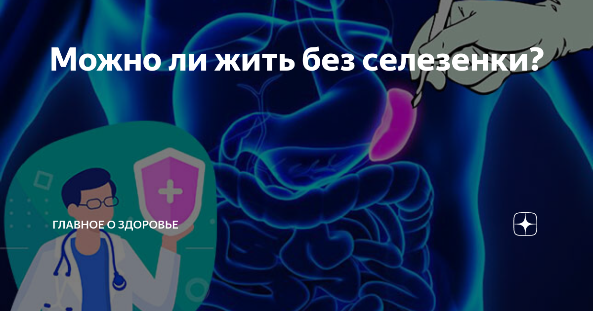 Общие сведения о селезенке - Общие сведения о селезенке - Справочник MSD Версия для потребителей