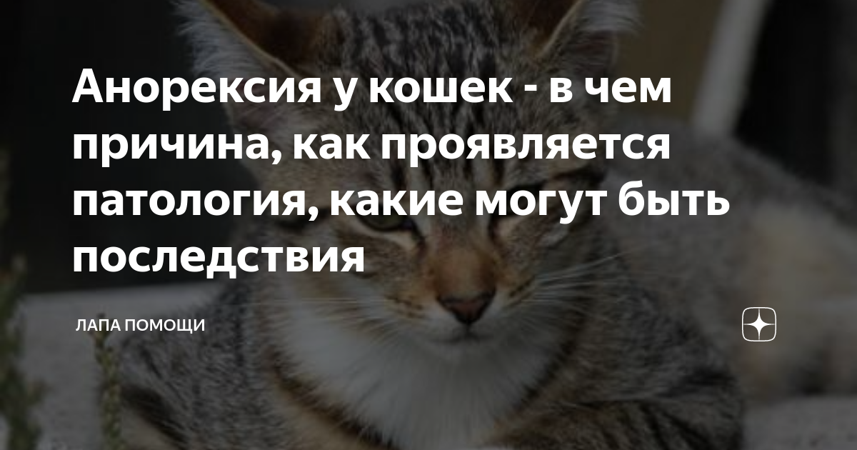 Симптомы анорексии у кошек