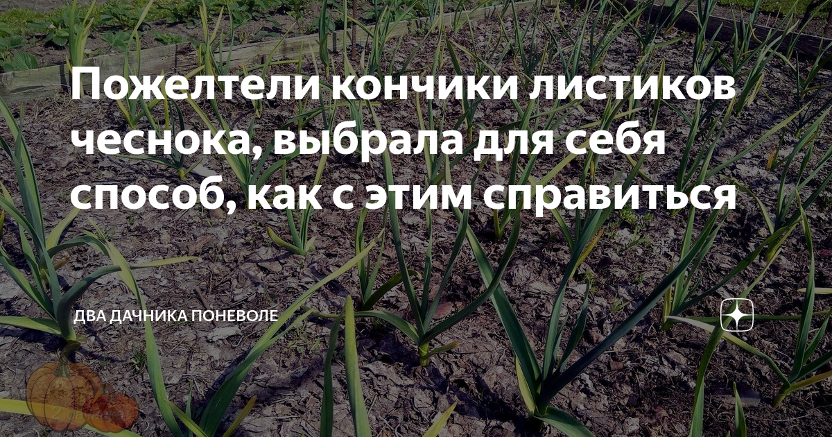Чеснок пожелтели листья весной посаженный под зиму. Почему желтеет чеснок весной что делать. Чеснок желтеет весной что делать. У чеснока желтеют кончики листьев в мае что делать. Желтеют кончики листьев у чеснока весной что делать.