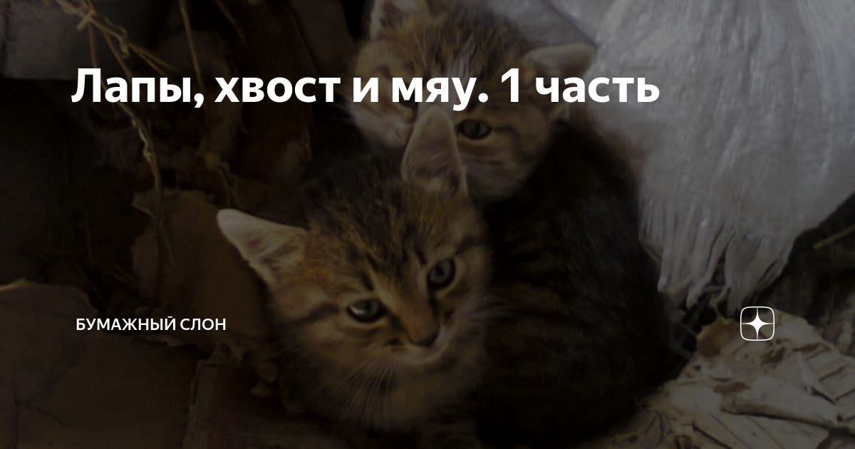 Лапы, хвост и мяу. 1 часть | Бумажный Слон | Дзен