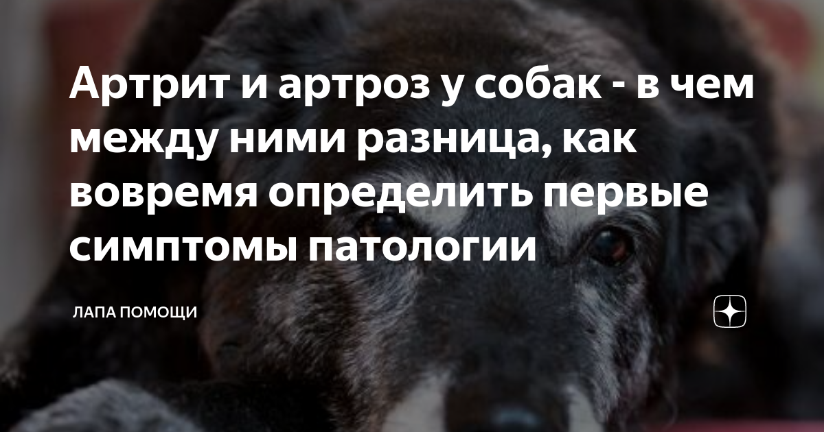 Виды артрита у собак