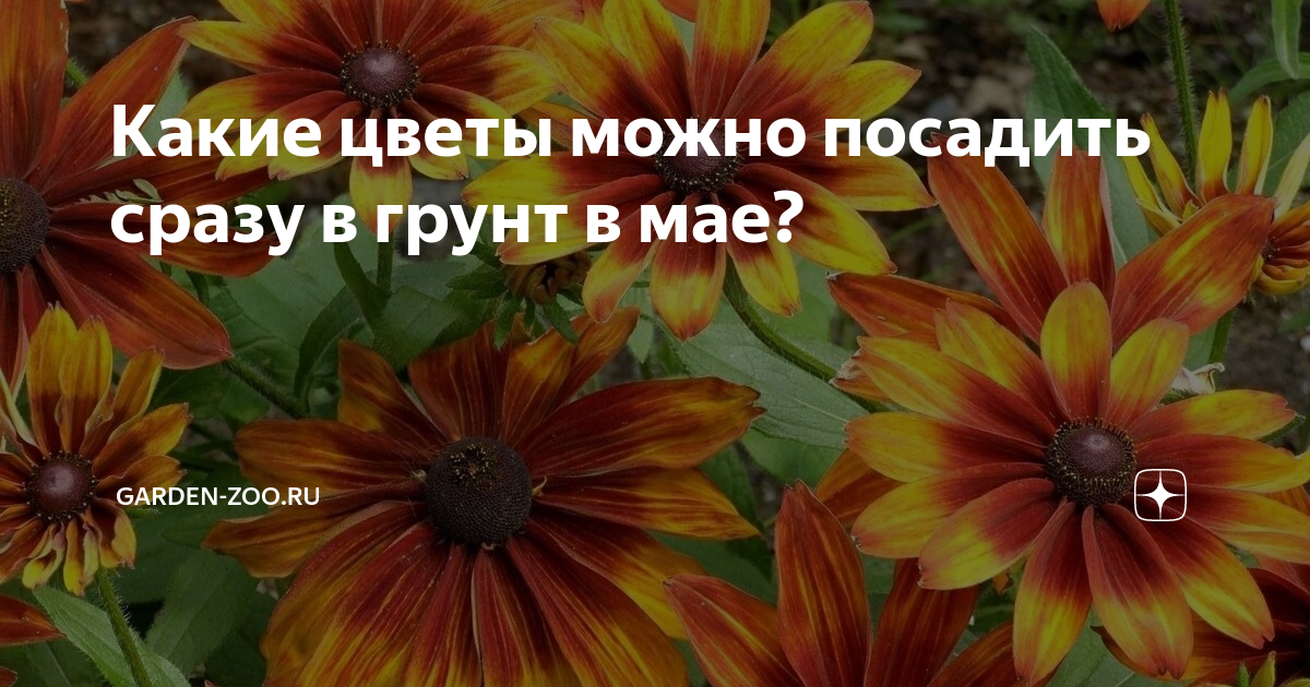 Какие цветы можно посадить в ноябре