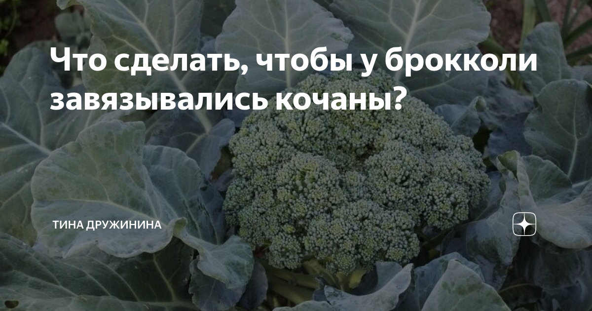 Чтоб капуста завязывалась в кочаны. Брокколи выращивание. брокколи выращивание и уход в открытом грунте. капуста брокколи выращивание в открытом грунте. брокколи калабрезе.
