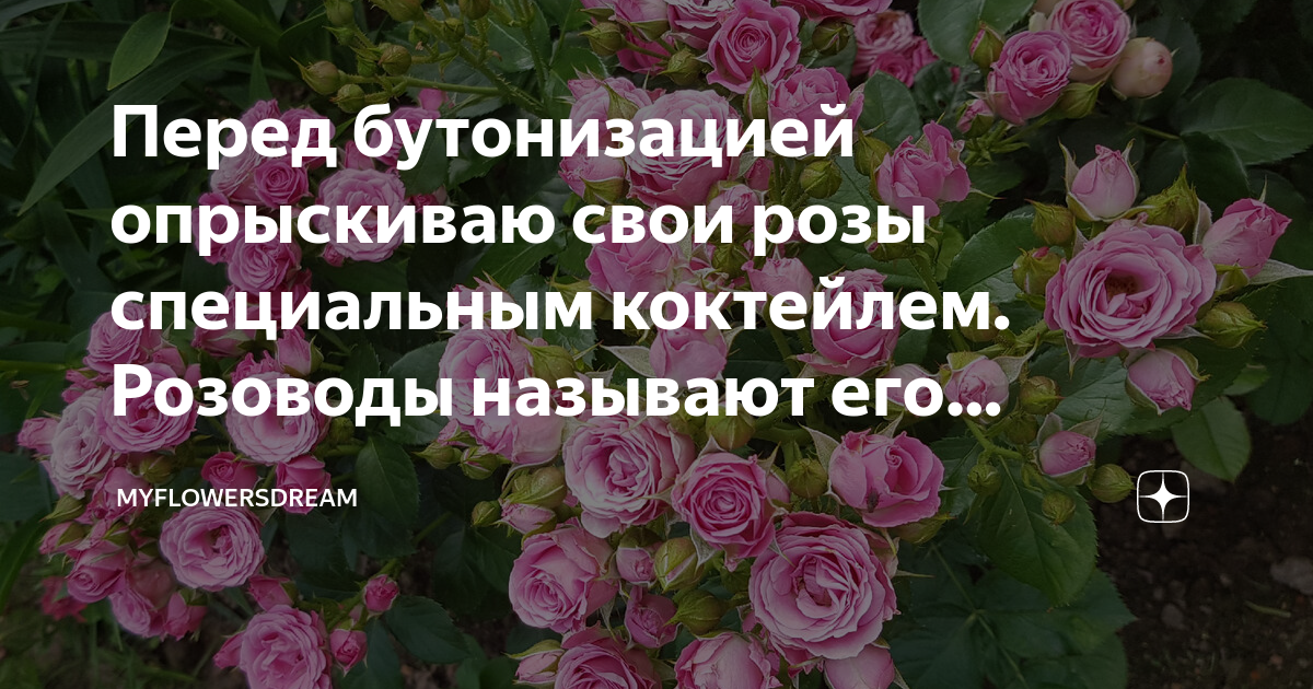 Перед бутонизацией опрыскиваю свои розы специальным коктейлем. Розоводы ...