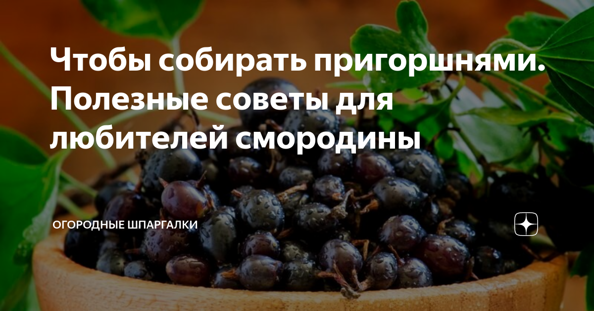 Как добиться урожая. Черная смородина Пигмей: достоинства. Урожайность черной смородины. Багира сорт черной смородины. Как повысить урожайность черной смородины.