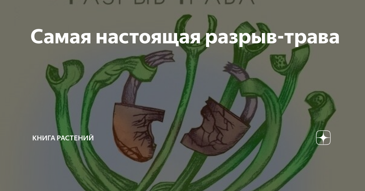 Самая настоящая разрыв-трава | Книга растений | Дзен