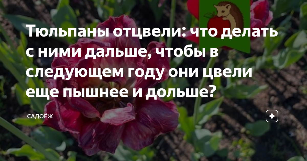 Тюльпаны в горшке отцвели – что делать с ними и их лукавцами дальше пошагово с фото