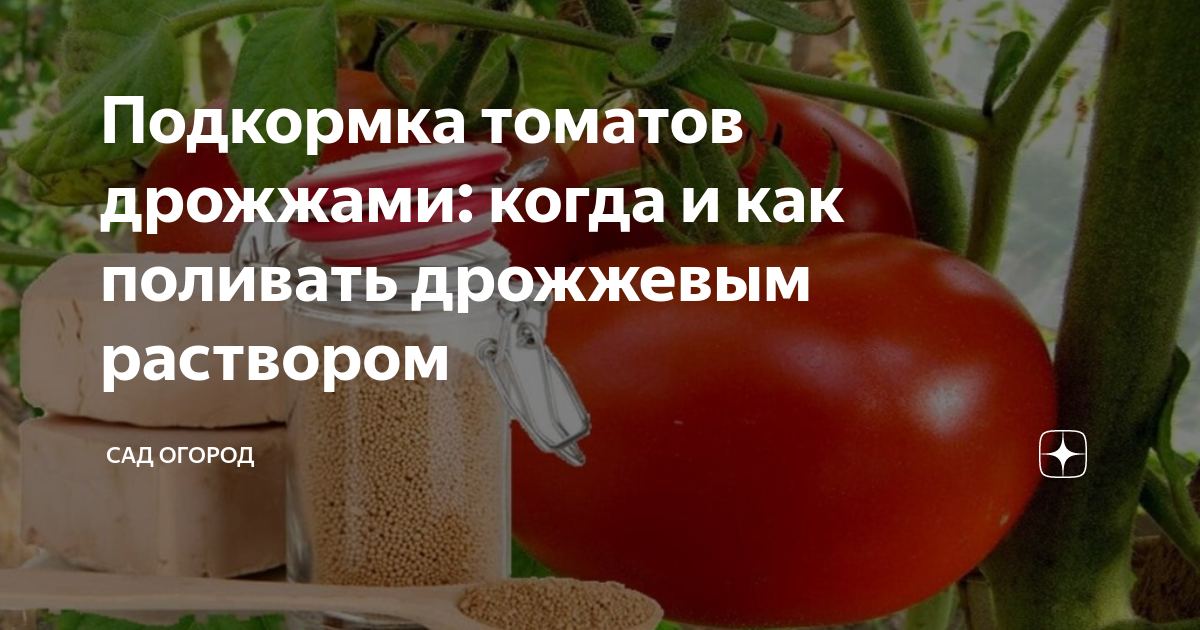 Подкормка дрожжами томаты и огурцы