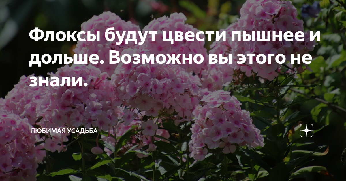Как пышно цвели этим летом. Есть Флоксы а есть. Подкормка флоксов для пышного цветения.. Флоксов не может быть много, может не хватать сада. Флокс вы Янулся а ещё холодно