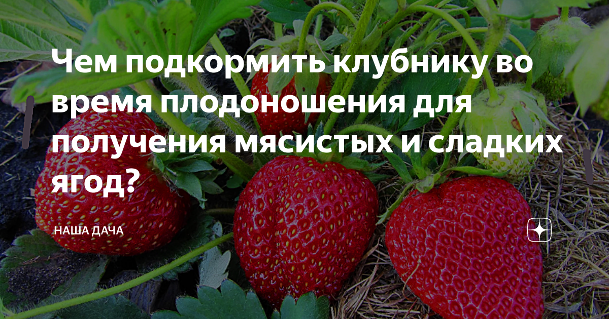 Плодоношение клубники чем подкормить. Чем подкормить клубнику во время плодоношения.